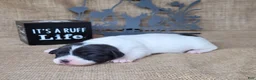 Jack Russell Terrier dogs for sale: Pebbles purebred JRT DELIVERY AVAILABLE  - Ad 2
