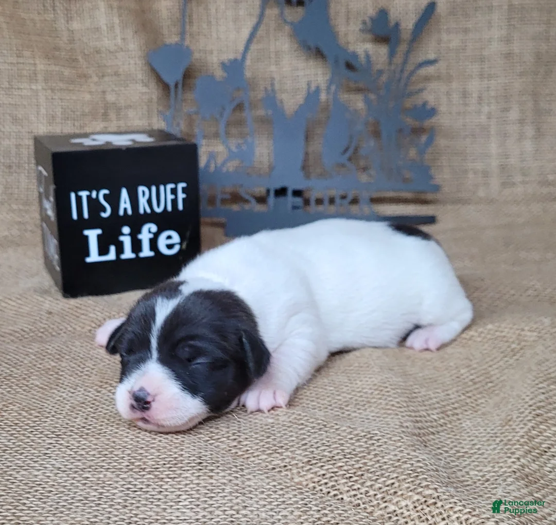 Jack Russell Terrier dogs for sale: Pebbles purebred JRT DELIVERY AVAILABLE  - Ad 2