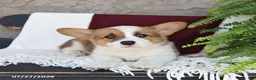Welsh Corgi Pembroke dogs for sale: Luna  - Ad 3