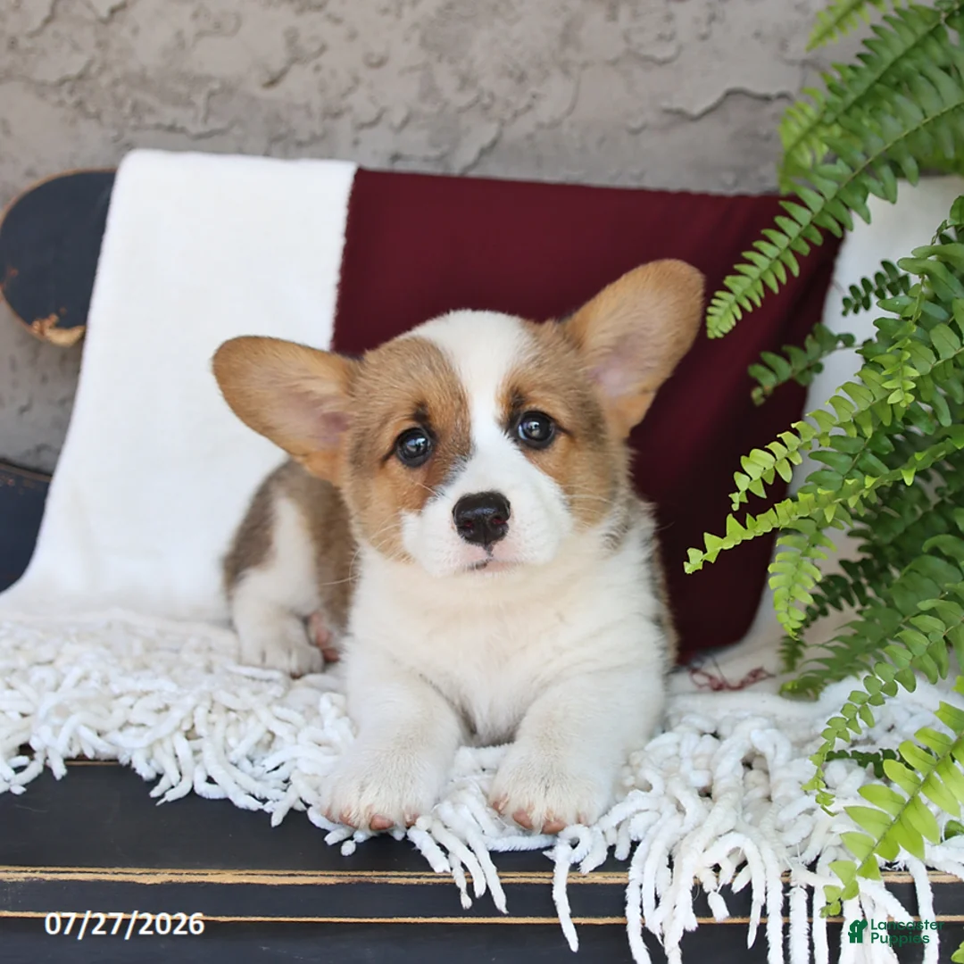 Welsh Corgi Pembroke dogs for sale: Luna  - Ad 3