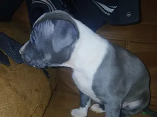 Mixed Breed dogs for sale: Mixed Breed Puppy 5 - Ad 1