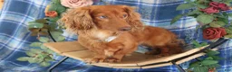 Miniature Dachshund dogs for sale: Jelly Miniature Dachshund  - Ad 12