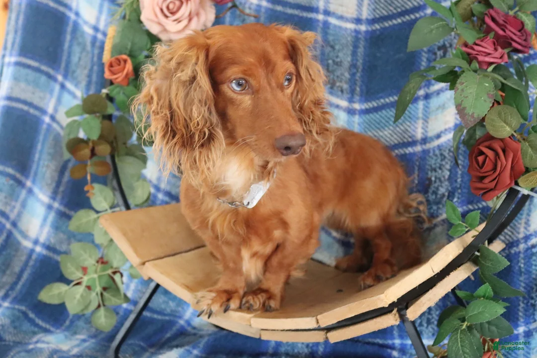 Miniature Dachshund dogs for sale: Jelly Miniature Dachshund  - Ad 12