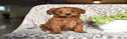 Cavapoo dogs for sale: Gina - Ad 3