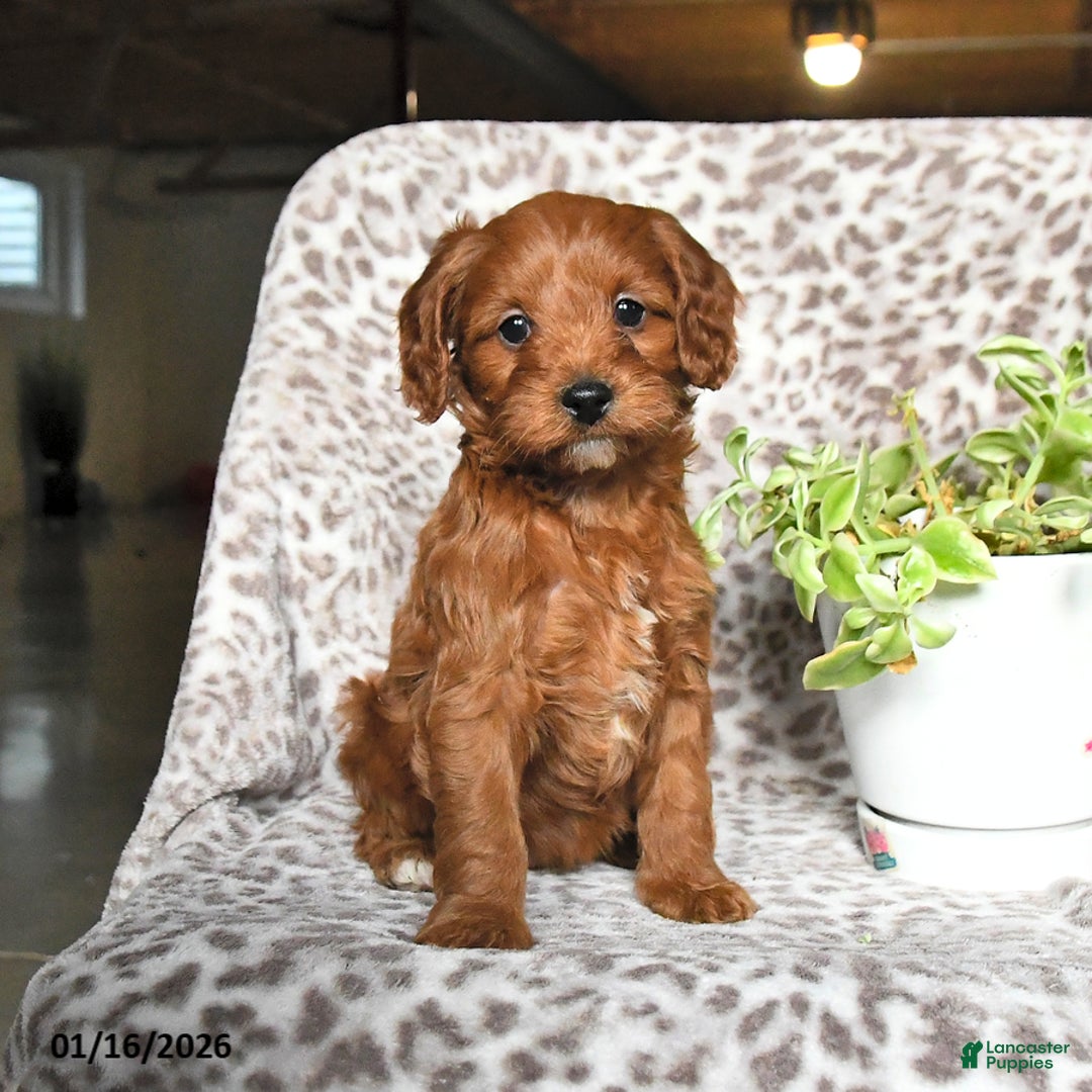 Cavapoo dogs for sale: Gina - Ad 3