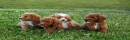 Miniature Poodle dogs for sale: Tyson 💙✨ - Ad 23