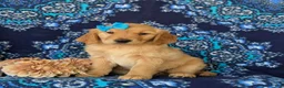 Golden Retriever dogs for sale: Cami - Ad 3