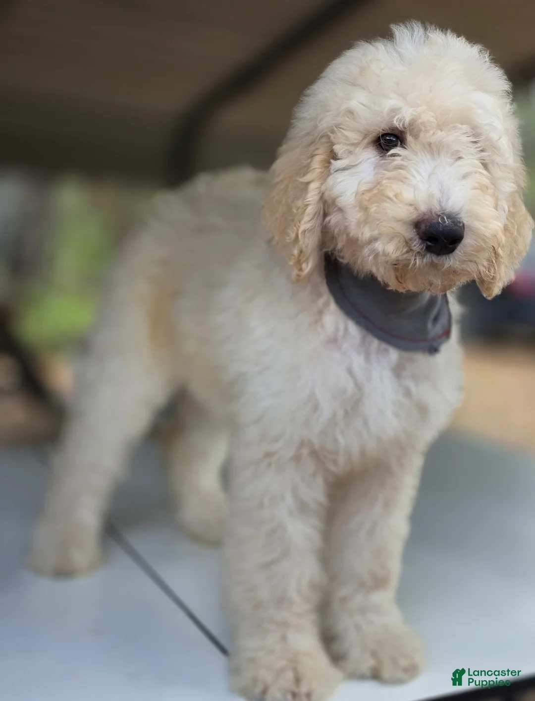 Goldendoodle dogs for sale: Tye - Ad 6
