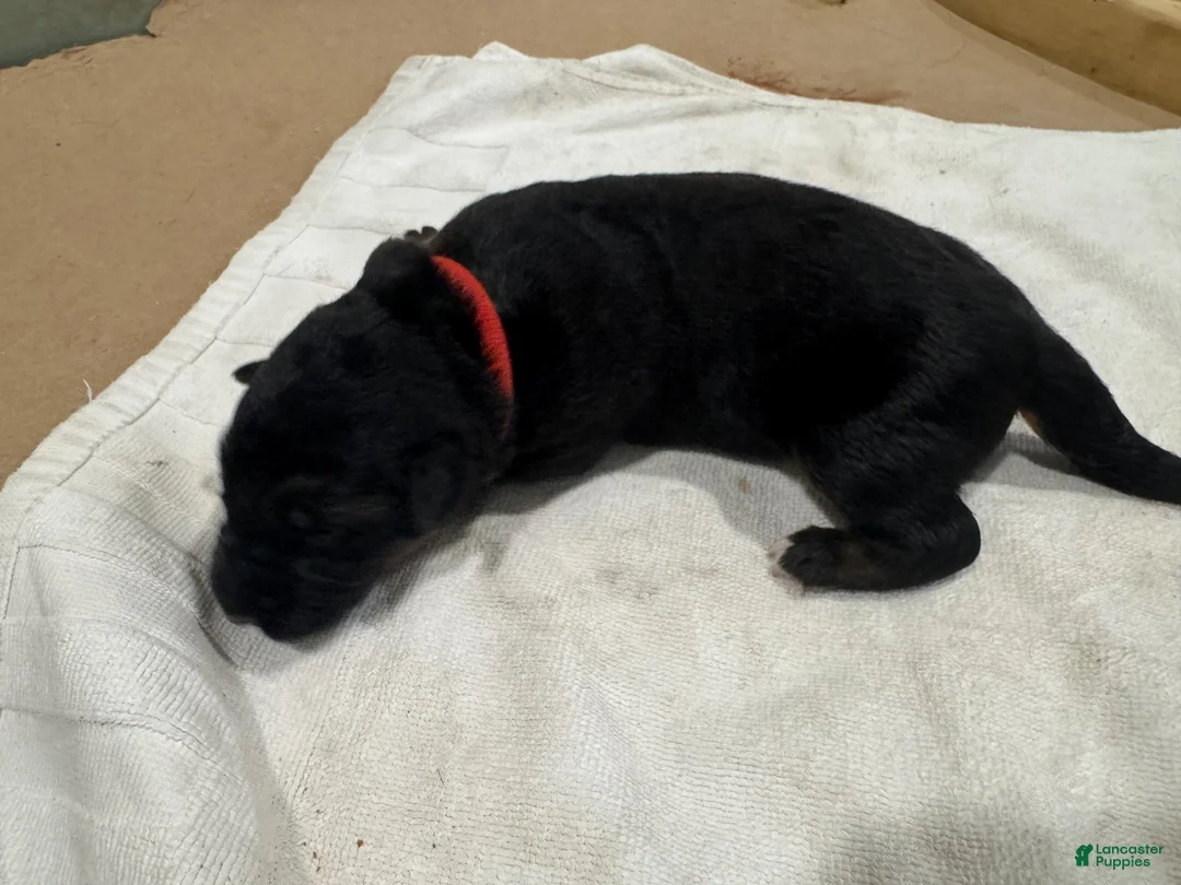 German Shepherd dogs for sale: German Shepherd Puppy 2 - Ad 1