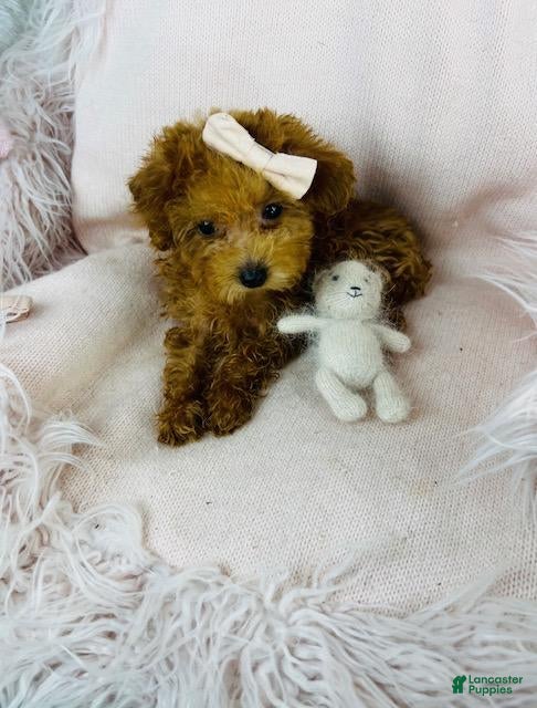 Toy Poodle dogs Toy Poodle Puppy 2 - Ad 18