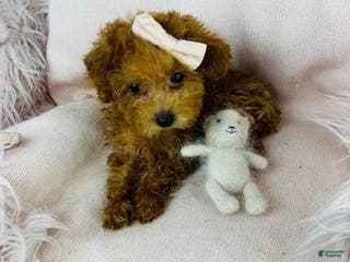 Toy Poodle dogs Toy Poodle Puppy 2 - Ad 36