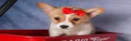 Welsh Corgi Pembroke dogs for sale: Conner  - Ad 6