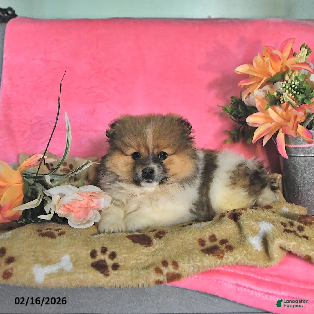 Pomeranian dogs for sale: Teddy - Ad 3
