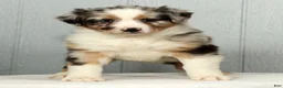 Australian Shepherd dogs for sale: Frank - Ad 7