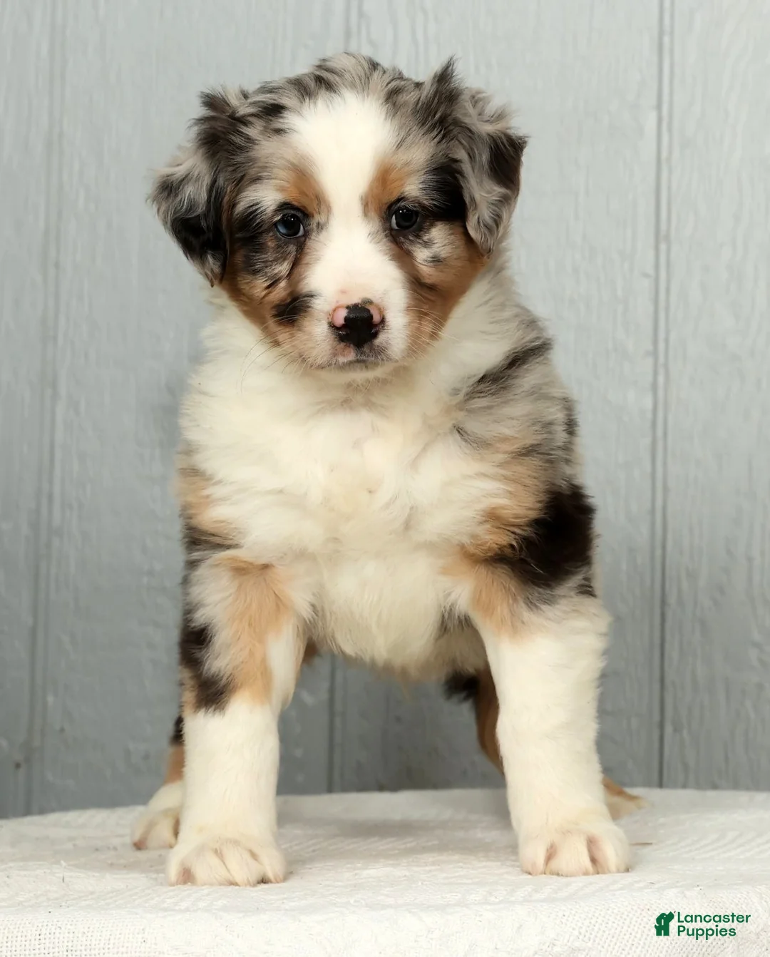 Australian Shepherd dogs for sale: Frank - Ad 7