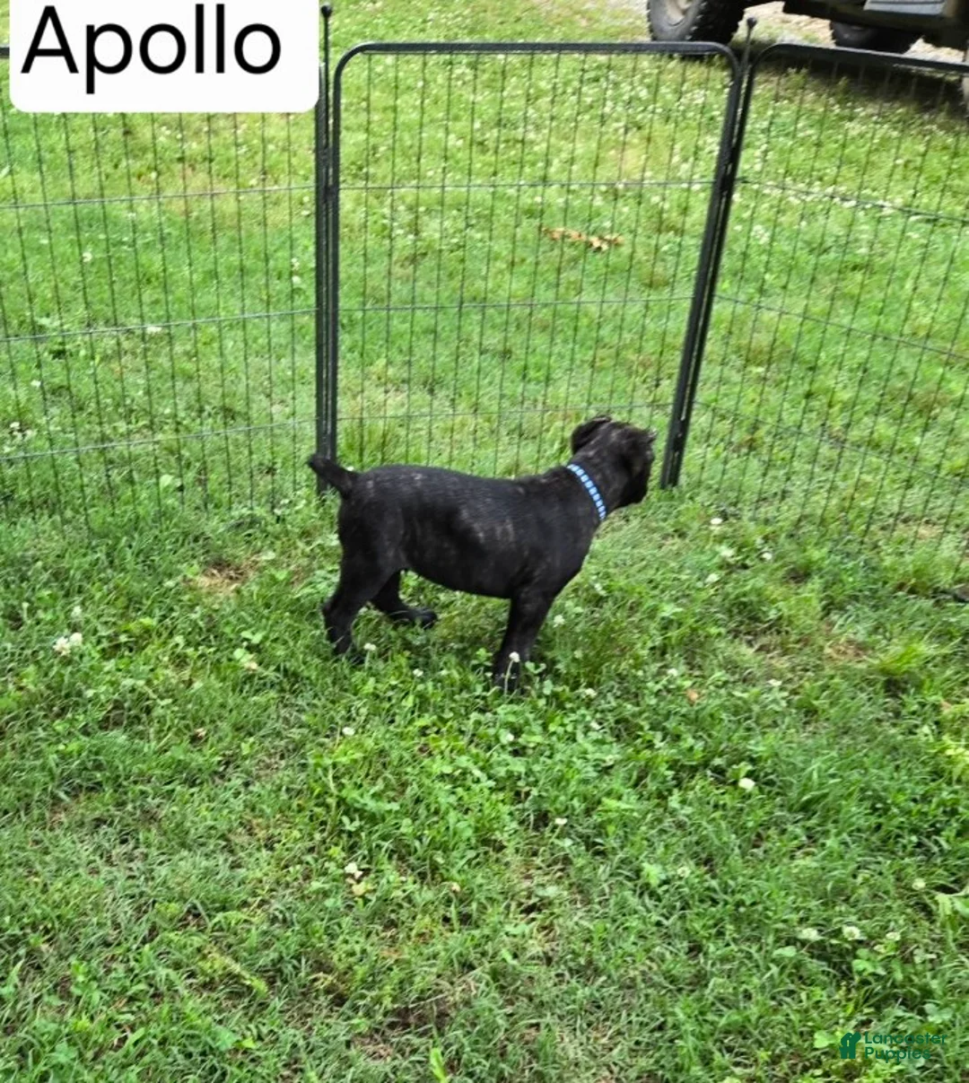 Cane Corso dogs for sale: Apollo - Ad 2