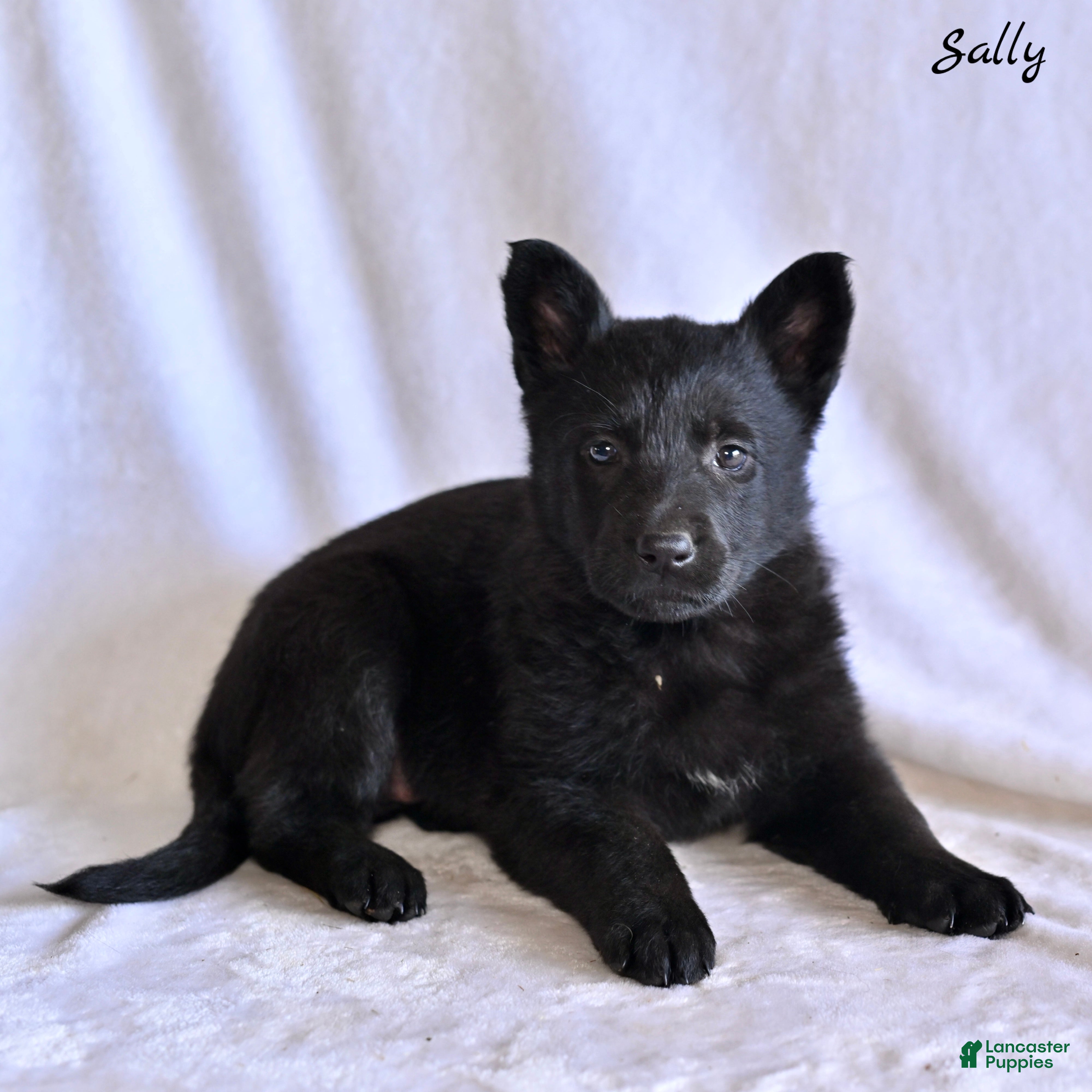 German Shepherd dogs Sally - Ad 1