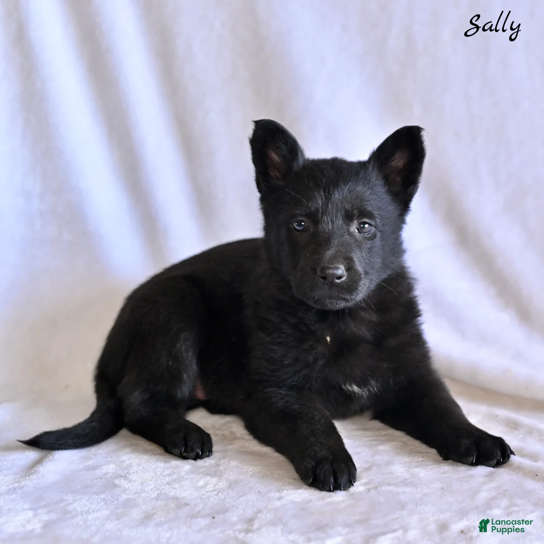 German Shepherd dogs for sale: Sally - Ad 1