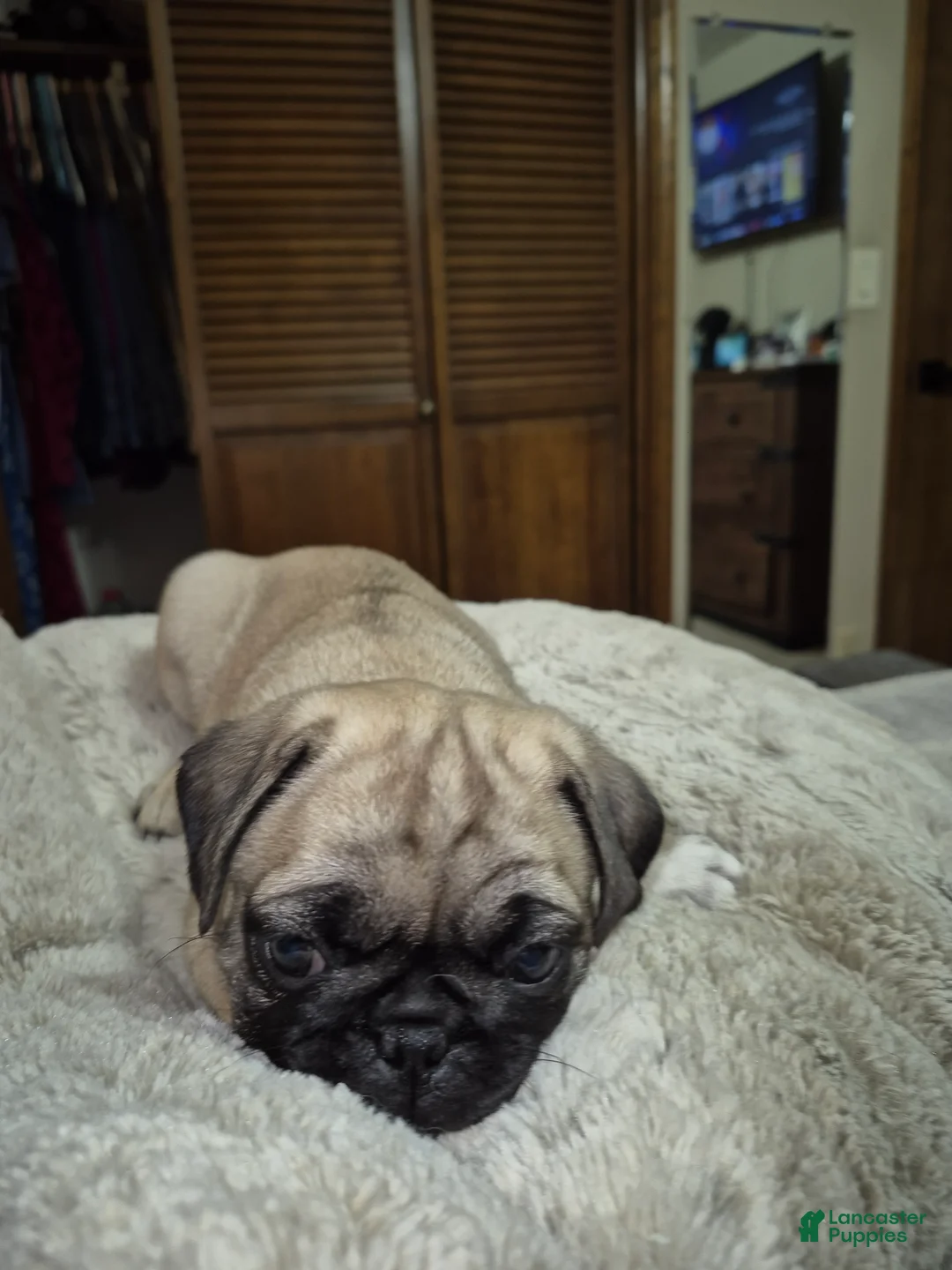 Pug dogs for sale: Pug Puppy 4 - Ad 6