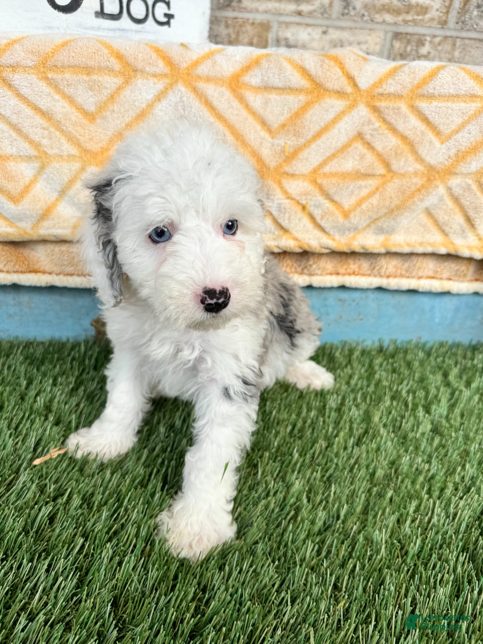 Mixed Breed dogs Nitro - Ad 6