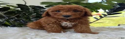 Mini Goldendoodle dogs for sale: Axel - Ad 4