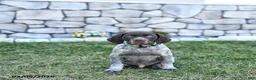 German Shorthaired Pointer dogs for sale: Bodie - Ad 2