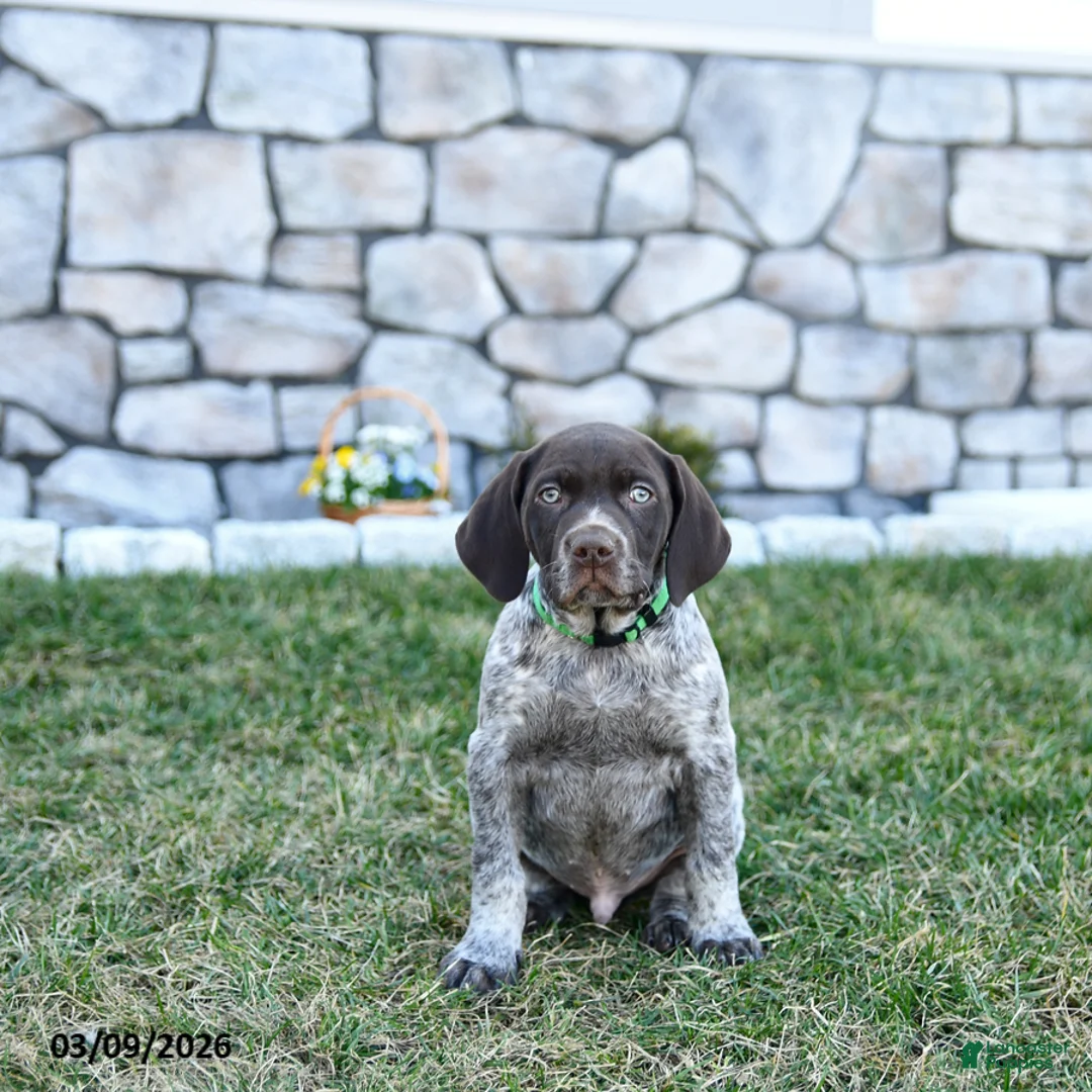 German Shorthaired Pointer dogs for sale: Bodie - Ad 2