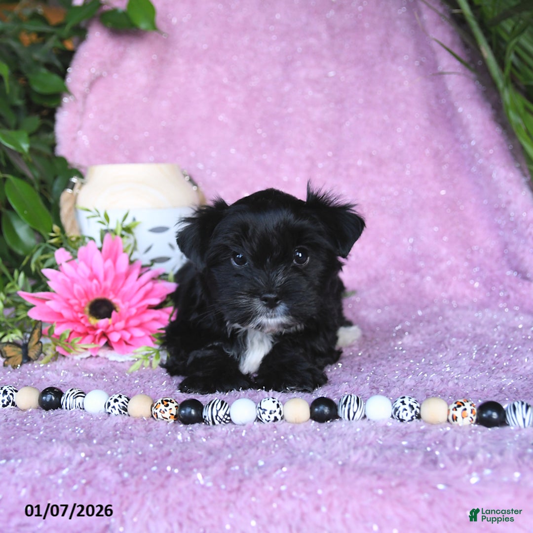 Yorkshire Terrier dogs for sale: Nolea - Ad 5