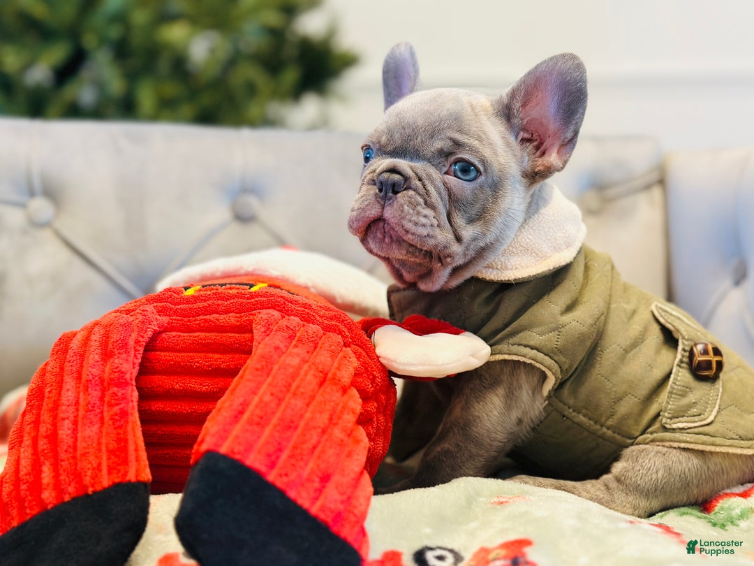 French Bulldog dogs for sale: Lilac Blue Male - Ad 3