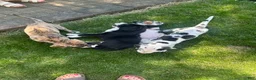 Great Dane dogs for sale: Quinnzelle “Quinn”  - Ad 7