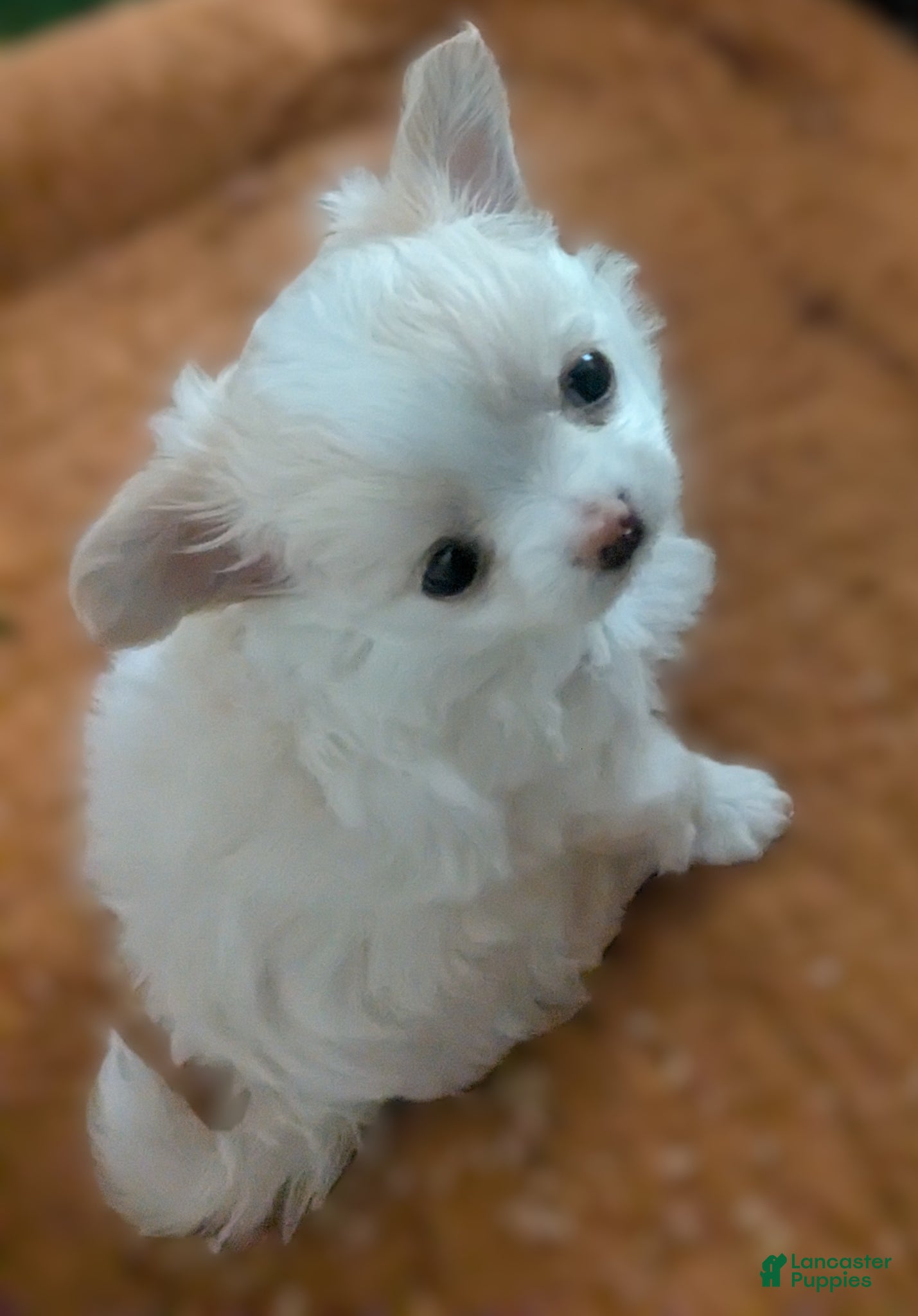 Chihuahua dogs for sale: Diamond Tiny Apple Head Female  - Ad 1