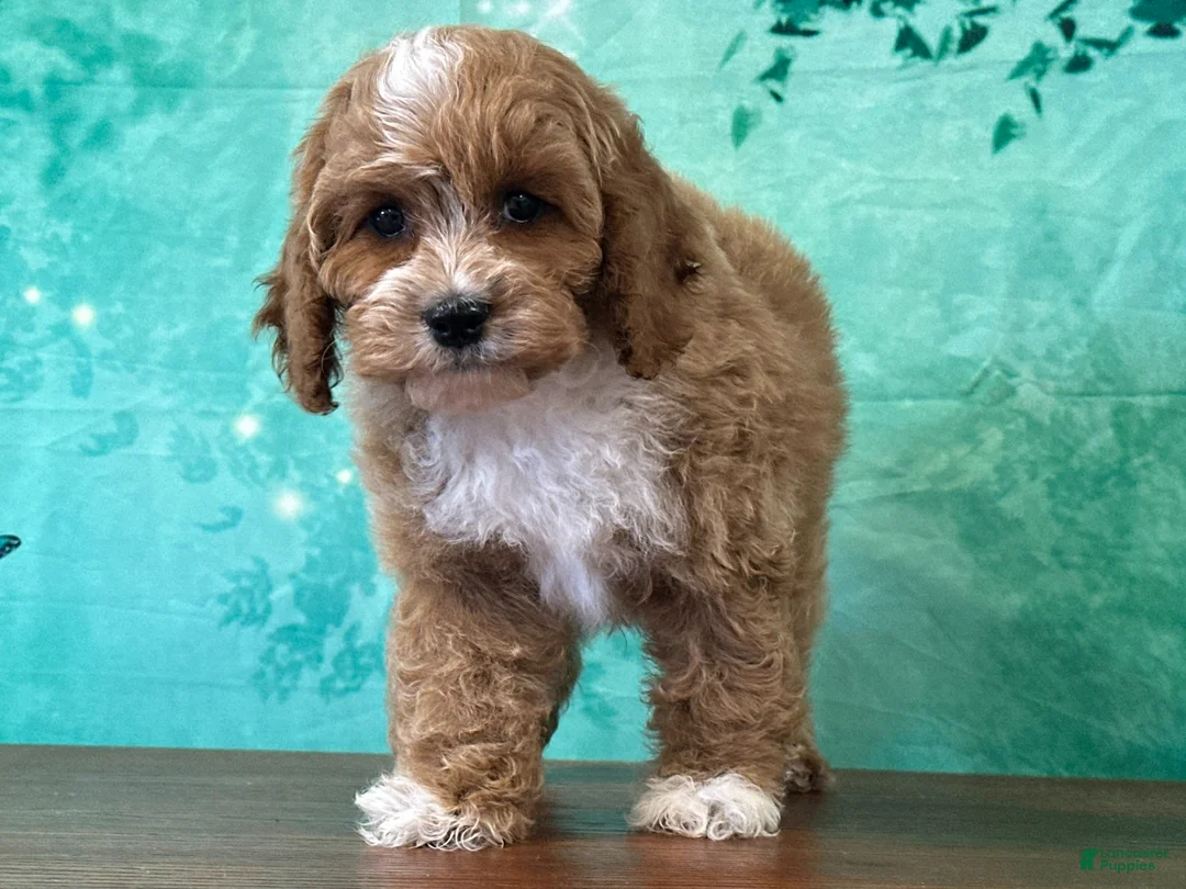 Cockapoo dogs for sale: Cagney - Ad 3