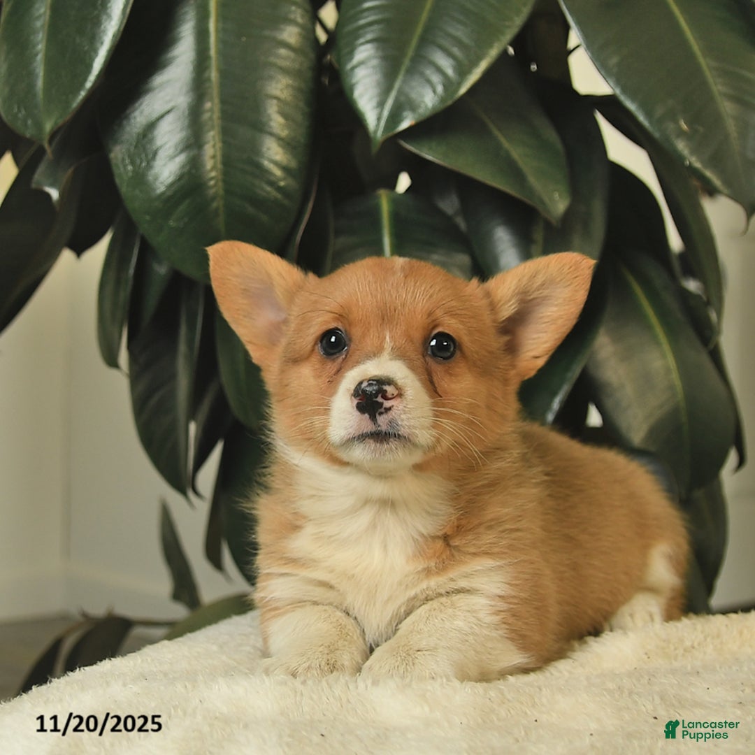 Welsh Corgi Pembroke dogs for sale: Cinderella  - Ad 4