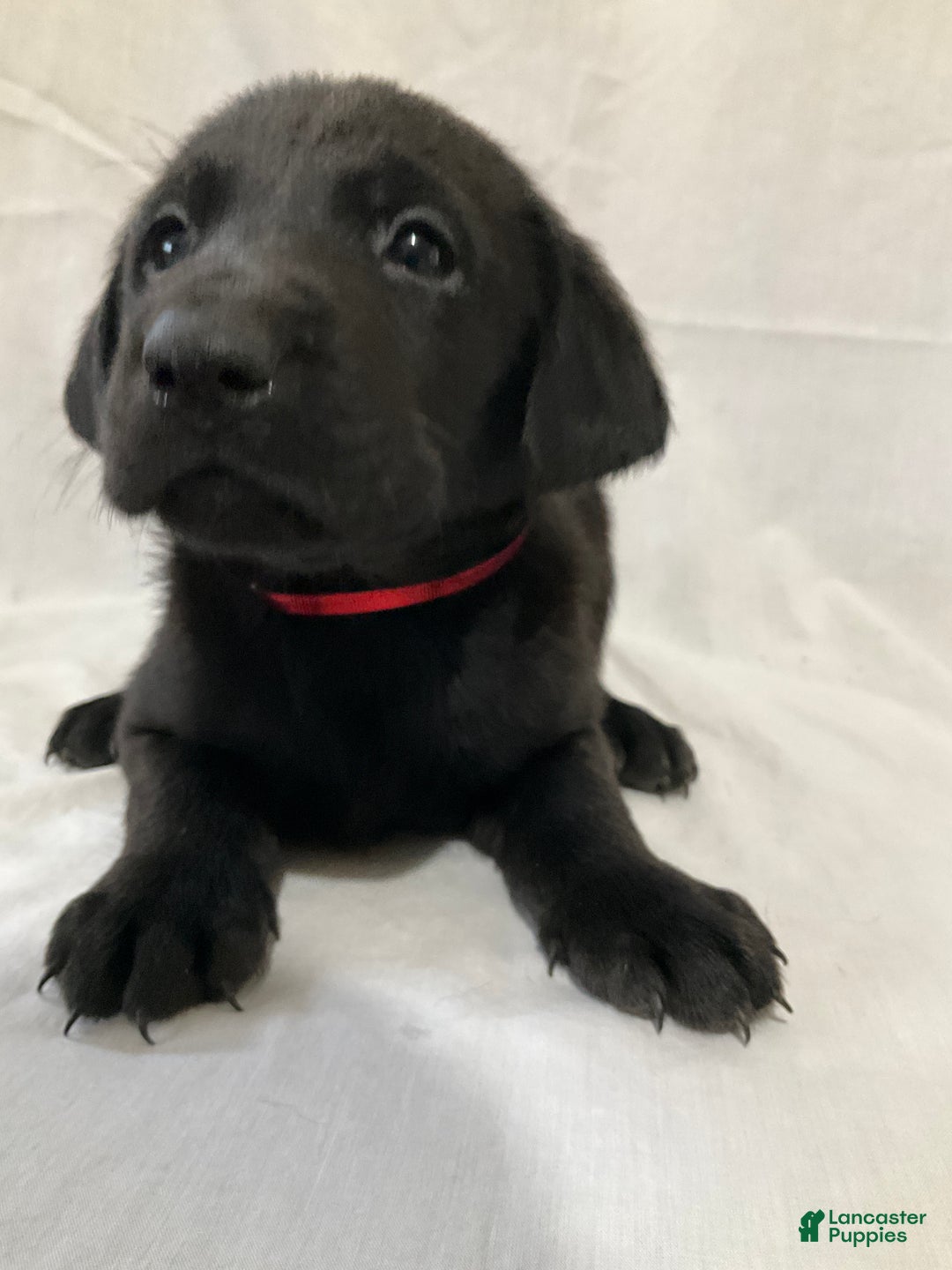Labrador Retriever dogs for sale: Asher - Ad 2