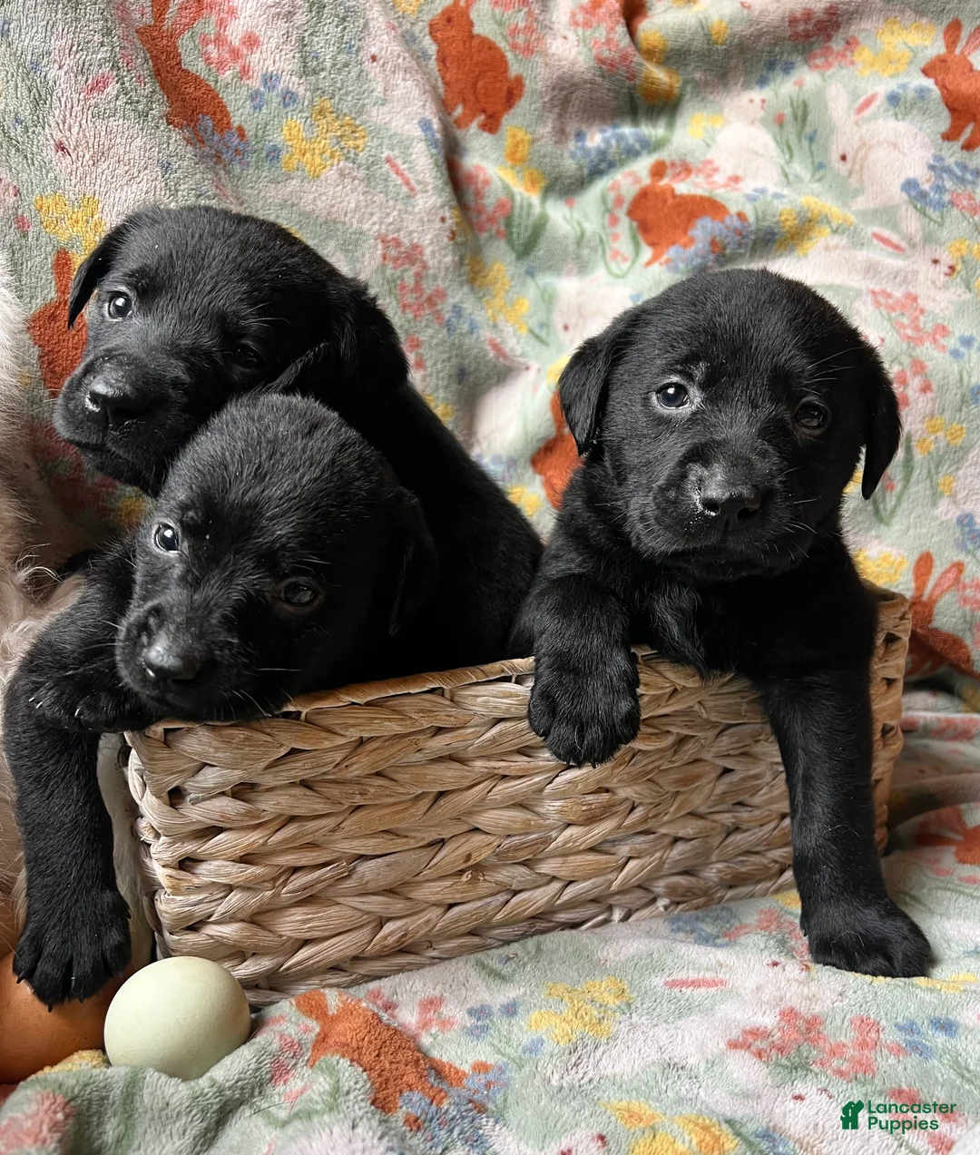 Labrador Retriever dogs for sale: Clover - Ad 2