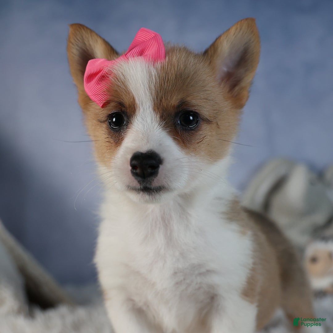 Welsh Corgi Pembroke dogs for sale: Dixie - Ad 15