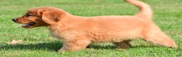 Golden Retriever dogs for sale: Charlie - Ad 5
