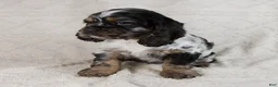 Cocker Spaniel dogs for sale: Diamond - Ad 4