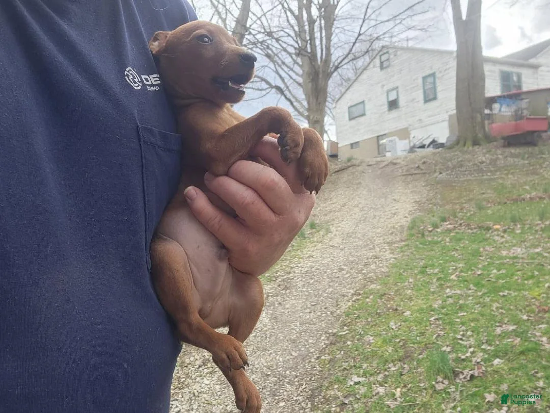 Miniature Pinscher dogs for sale: Rusty - Ad 4