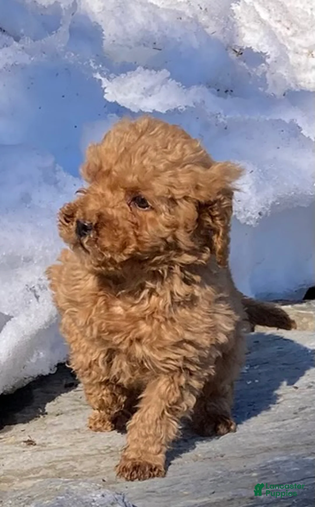 Labradoodle dogs for sale: Puppy - Ad 11