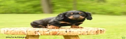 Dachshund dogs for sale: Augustus - Ad 5