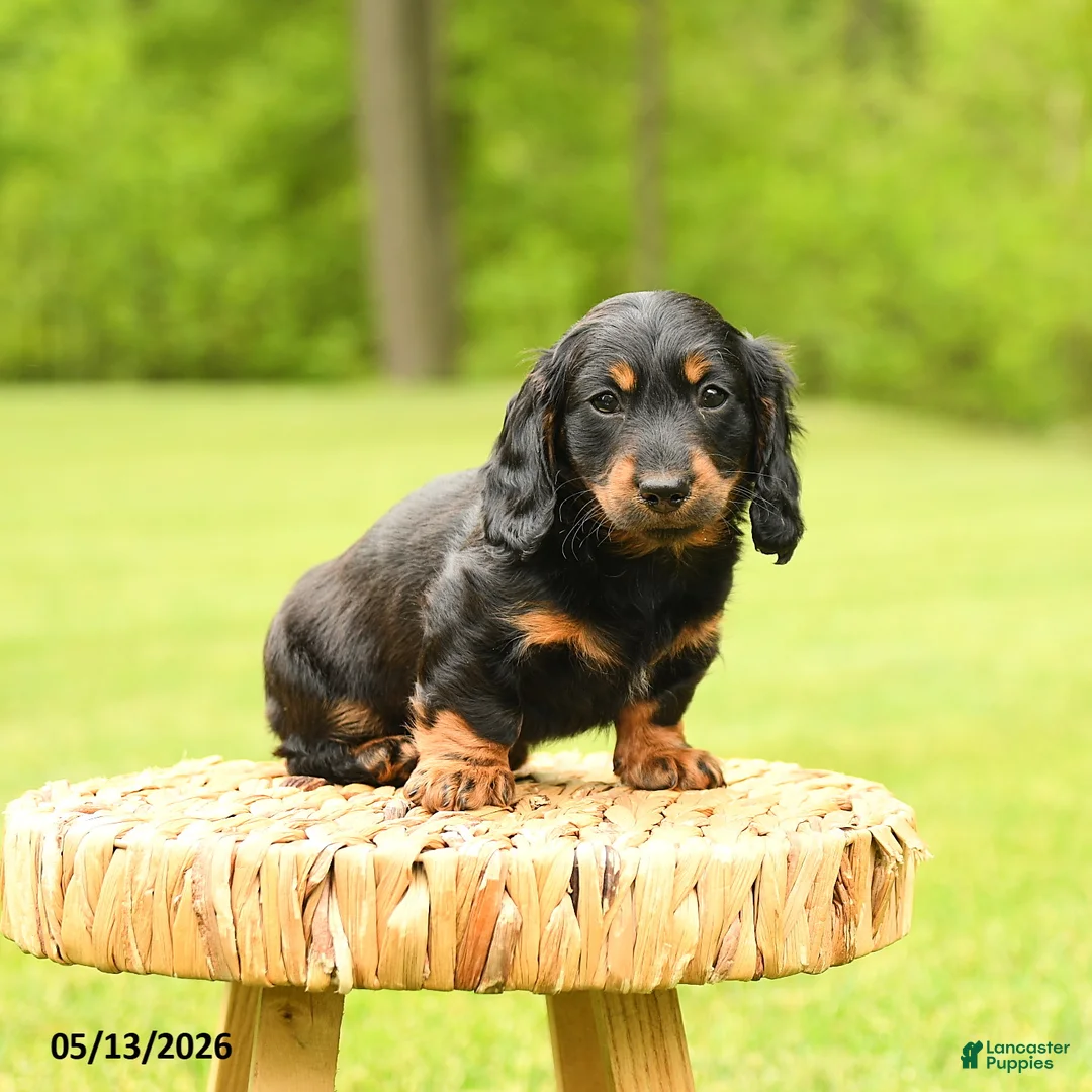 Dachshund dogs for sale: Augustus - Ad 5