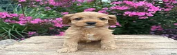 Cockapoo dogs for sale: Becca - Ad 3