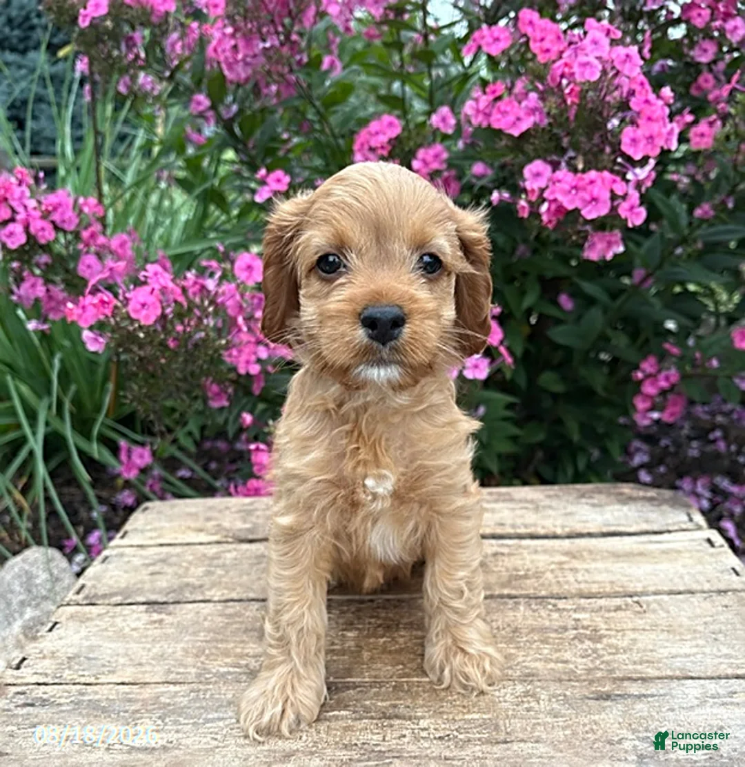 Cockapoo dogs for sale: Becca - Ad 3