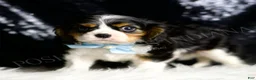 Cavalier King Charles Spaniel dogs for sale: Wrigley - Ad 4