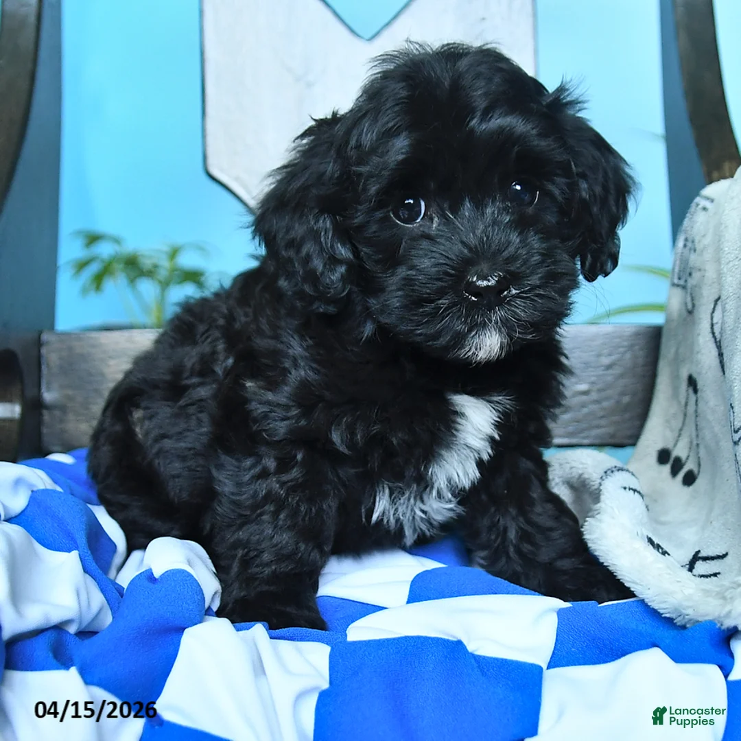 Havapoo dogs for sale: Billy - Ad 2