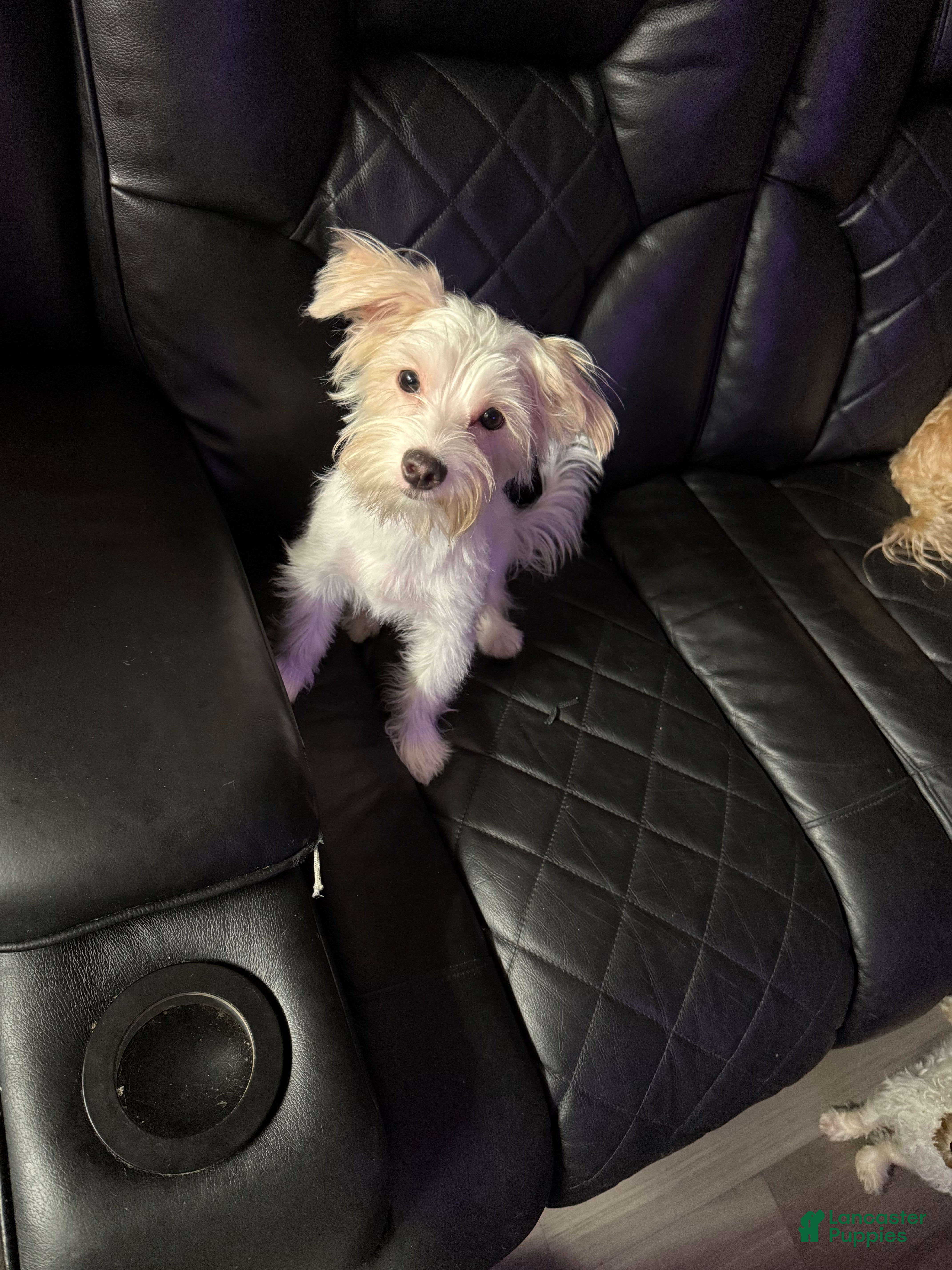 Mixed Breed dogs White & Tan Female  - Ad 2