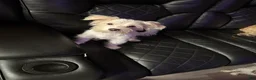 Mixed Breed dogs for sale: White & Tan Female  - Ad 2