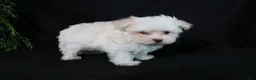 Maltese dogs for sale: Marty - Ad 3