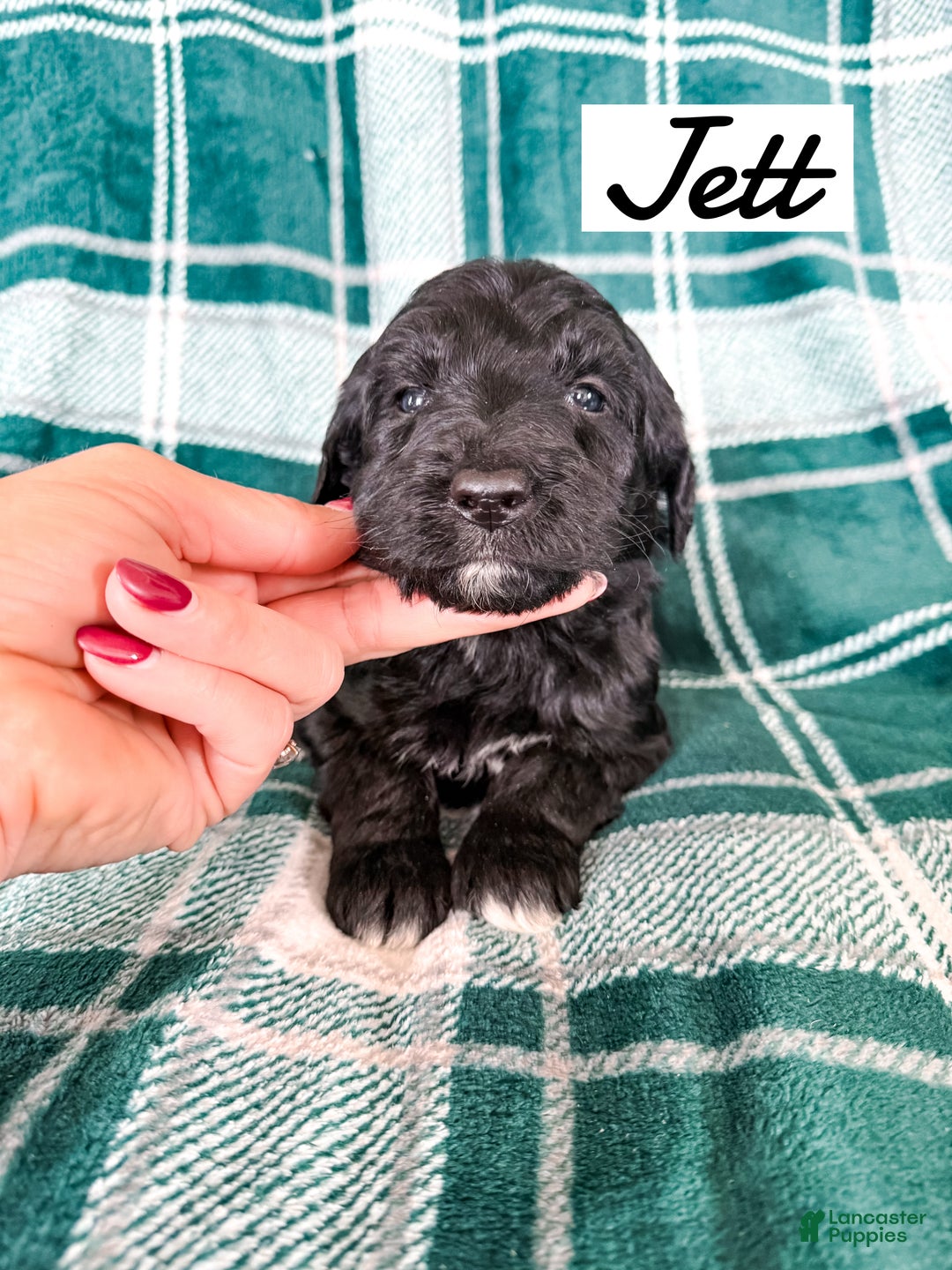Aussiedoodle dogs for sale: Jett - Ad 5